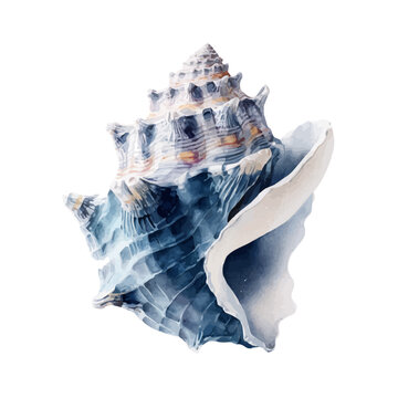 Barnacle, watercolor illustration vector, isolated on a white background.