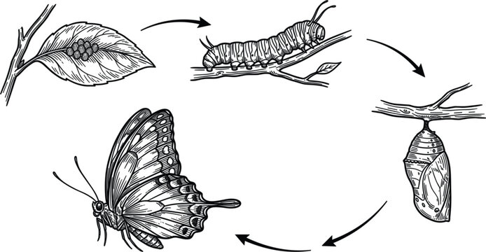Life cycle of a monarch butterfly illustration showing caterpillar on branch and butterfly wing for education