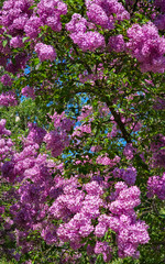 Obraz premium Purple Lilac Flowers Blooming in Spring