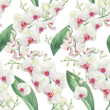Watercolor seamless pattern with white phalaenopsis orchids and lush green leaves. Hand drawn botanical design isolated on transparent background