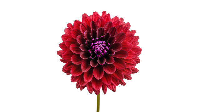Deep red dahlia flower with purple center, isolated on transparent background