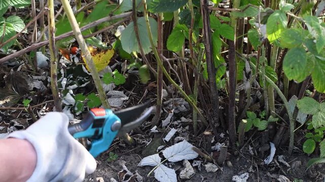 Professional gardener wearing gloves using pruning shears to cut old raspberry canes at the base of the bush, performing seasonal maintenance and stimulating new growth in the garden