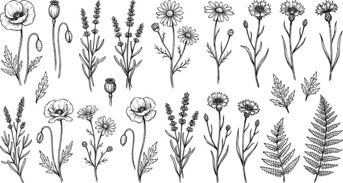 Black and white floral illustrations set Vector