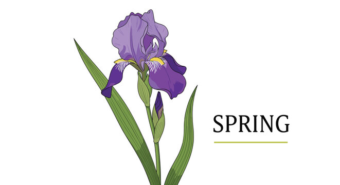 Beautiful purple iris flower with green leaves and the word spring written in elegant serif typography on a white base.