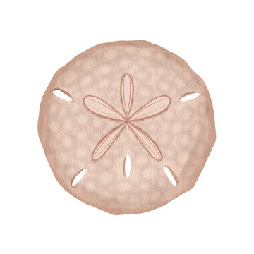 watercolor sand dollar illustration