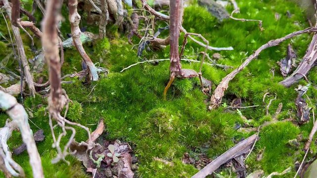 Close-up Perspective of Lush Green Moss Growing Among Tropical Plant Roots in the Garden