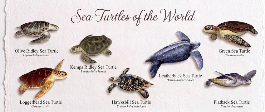 An educational poster featuring the world&rsquo;s sea turtle species by name. An illustration that includes the scientific and common names of six different species.