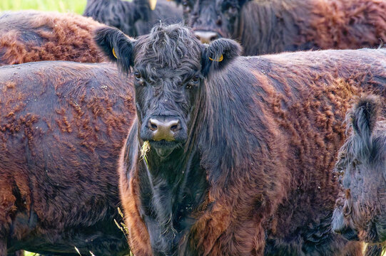 Galloway Rinder auf der Weide	