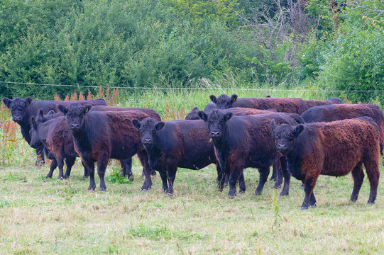 Galloway Rinder auf der Weide	
