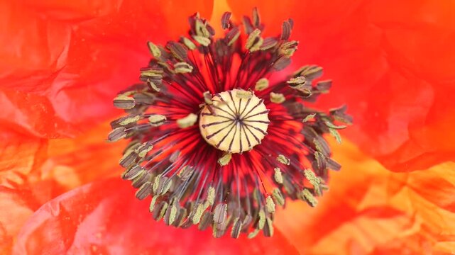 Poppy flower corolla petals red close-up