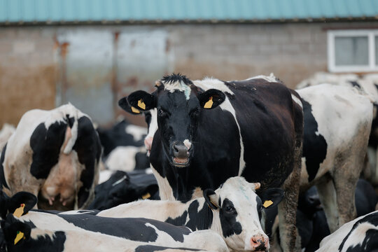 Herd of holstein cows in barnyard with black and white markings