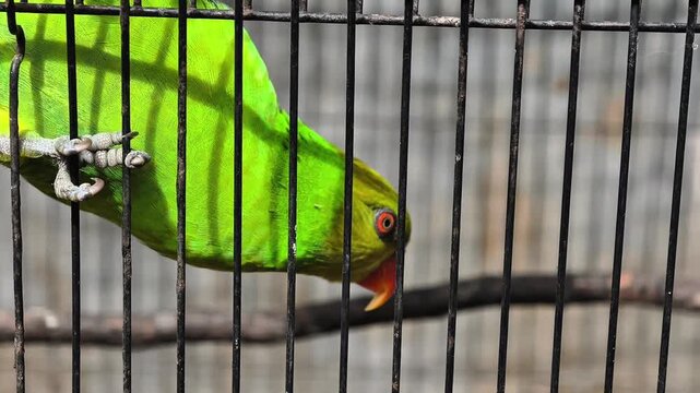 Psittaculidae bird in a cage