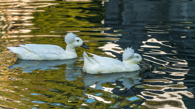 Two white crested ducks in China are therapeutic natural ecological animals.