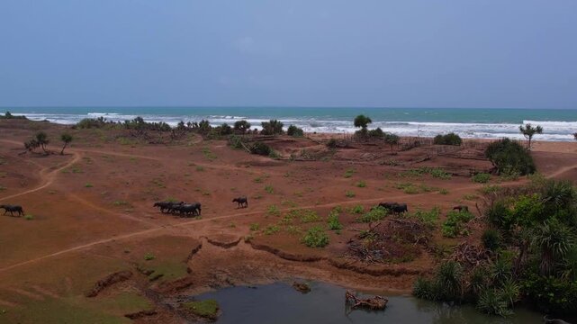 A large herd of water buffaloes walking across the sandy plains of a coastal area in Banten, Indonesia