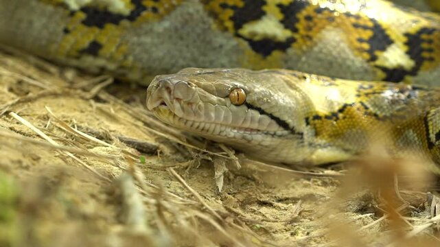 A detailed close-up shot captures a reticulated python remaining perfectly still on the forest floor of East Kalimantan