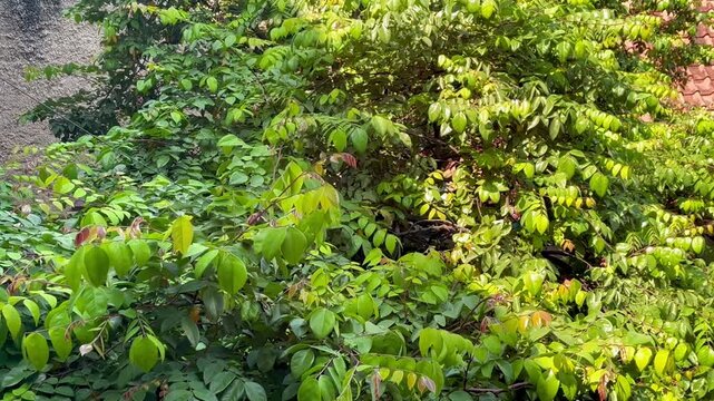 Lush Green Foliage and Star Fruit Tree Leaves Swaying Gently in the Sunlight