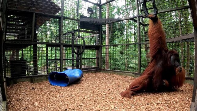 A Bornean Orangutan (Pongo pygmaeus) skillfully swinging from a wooden structure within a rehabilitation center in Balikpapan, East Kalimantan