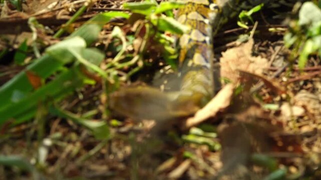 A reticulated python slithering through the dense leaf litter and undergrowth of a forest in East Java, Indonesia