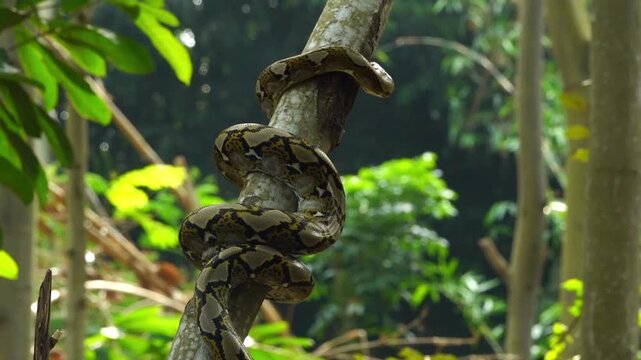 Python tightly coiled around a tree branch in the dense tropical forests of East Java, Indonesia