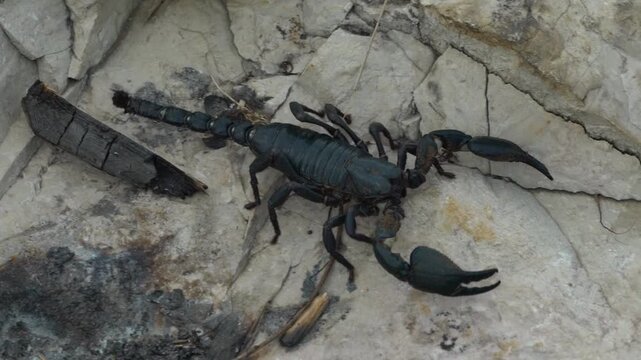 A macro shot captures a large black scorpion navigating across a rugged, light-colored rocky surface in East Java, Indonesia