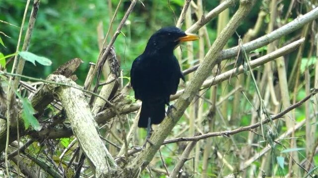 A detailed shot captures a Blue Whistling Thrush (Myophonus caeruleus), known locally as Ciung Batu, perched alertly on a dry tree branch in East Java