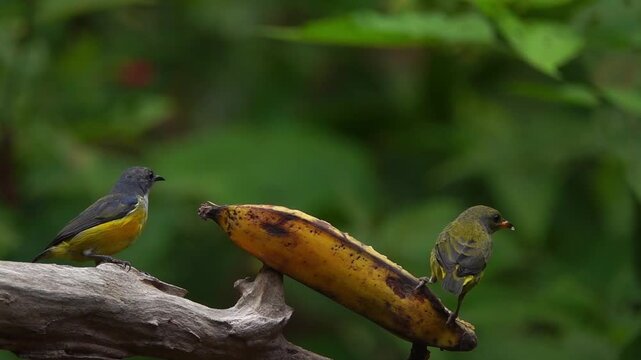 Captivating slow-motion footage shows a Fire-breasted Flowerpecker (Dicaeum ignipectus), known locally as Burung Cabai Bunga Api, taking flight in the lush landscapes of Kulon Progo