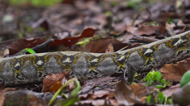 A detailed close-up shot captures a Reticulated Python (Malayopython reticulatus) as it crawls across the damp earth and fallen leaves of a West Sumatran forest