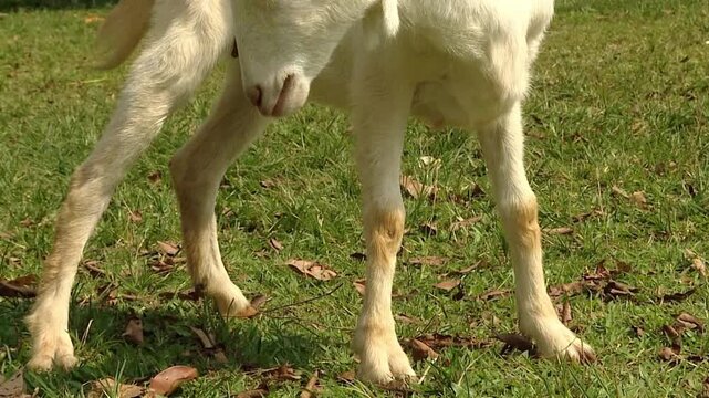 A detailed close-up shot captures a white goat with prominent horns as it peacefully grazes on green grass in the Dieng Plateau, Central Java