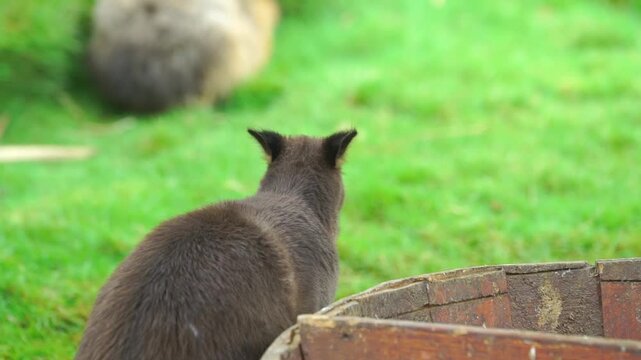 A detailed close-up shot captures a Dusky Pademelon (Thylogale brunii), a small wallaby species, as it stays alert and observes its surroundings in a lush green field in Bogor, West Java