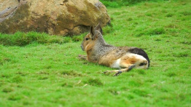 A large rodent lies peacefully on a grassy lawn next to a rock