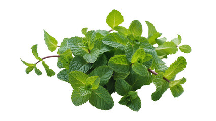 Fresh green mint leaves with stems, isolated on transparent background © Johnson
