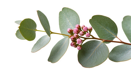 Eucalyptus branch with pink buds and round leaves, isolated on transparent background © Johnson