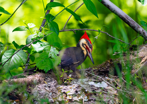 Male pileated woodpecker poised to start chiseling an old, rotted log