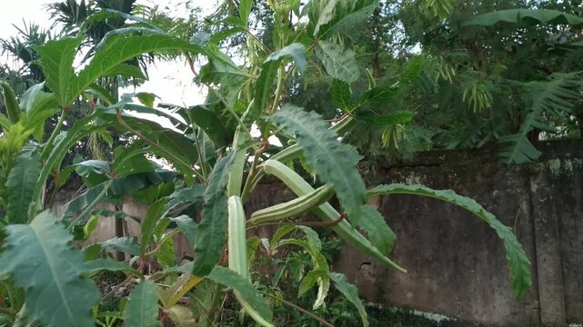 View of Giant Okra plants thriving in the fields. Also called Bendi, Okra or Abelmoschus esculentus, Lady's fingers. Vegetable plants. Natural background