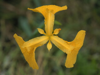 Fototapeta premium キショウブの花