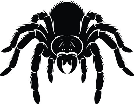Silhouette of a menacing tarantula spider with detailed legs vector illustration