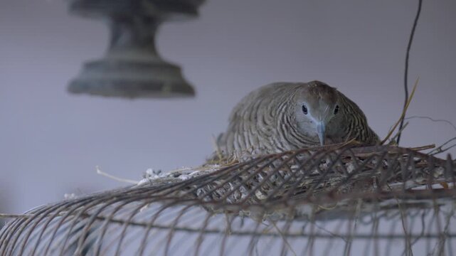 Close up of zebra dove nesting on an old rusty birdcage, preserved shadows and highlights with clean ambient audio.