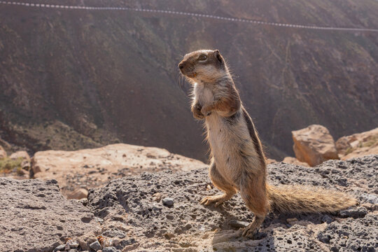 Barbary ground squirrel at Risco de las Pe&ntilde;as viewpoint near Betancuria, Fuerteventura