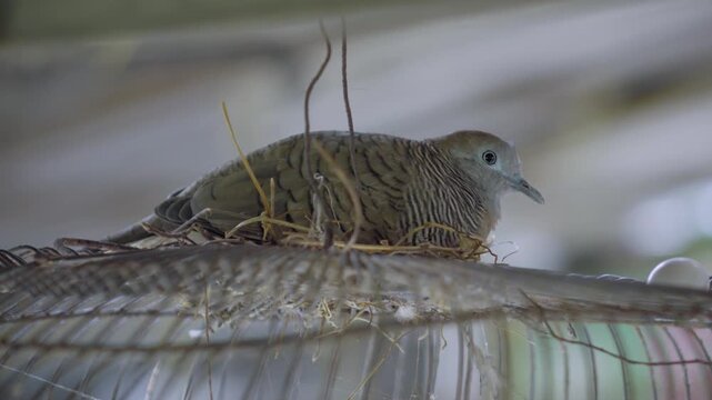 Extreme close up of zebra dove and its white egg on a rusty cage, rich texture details with crisp audio.