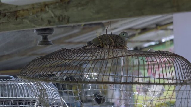 Zebra dove nesting on a broken birdcage under an old wooden roof, urban wildlife in Asia with atmospheric audio.