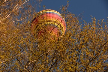 Wyłaniający się balon z korony drzew w promieniach zachodzącego słońca © Jerzy
