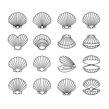 Collection of linear scallop shells in varied open and closed forms against a white backdrop