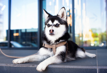 Alaskan Klee Kai puppy lies against the background of blurred glass doors of a shopping mall. The dog is four months old. The dog has thick fur. Training. The photo is horizontal and blurred. © Olha