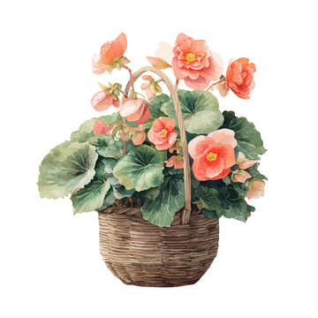 watercolor vector of Begonia Basket, isolated on a white background.