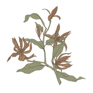 Tropical line and simple colored magnolia flowers branch. Beautiful line illustration. Simple colored vitage illustration.