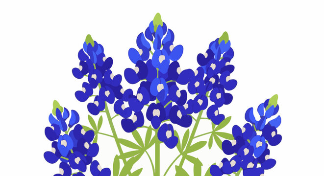A cluster of blue bonnets bloom, showcasing vibrant blue and white petals
