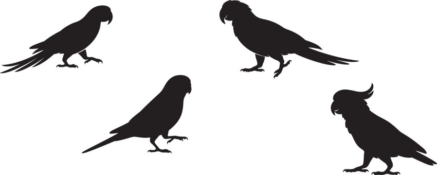 Five silhouette parrots standing on white background with silhouette, standing