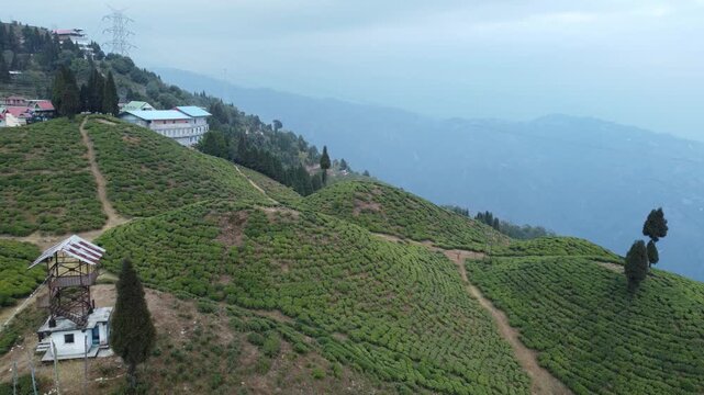 Drone footage of the Mirik tea garden