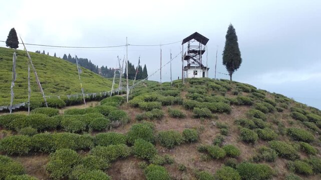 Drone footage of the Mirik tea garden