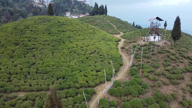 Drone footage of the Mirik tea garden